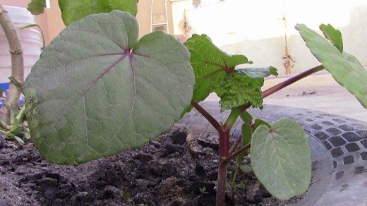 Okra (Abelmoschus esculentus)