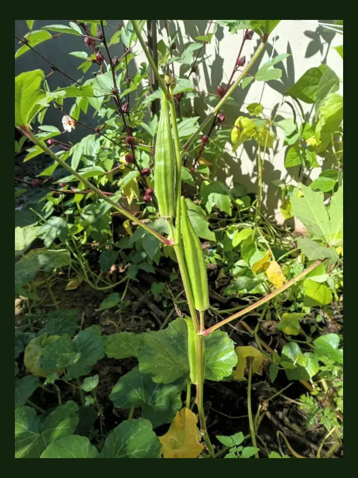 Okra real-world photo reference (Abelmoschus esculentus)