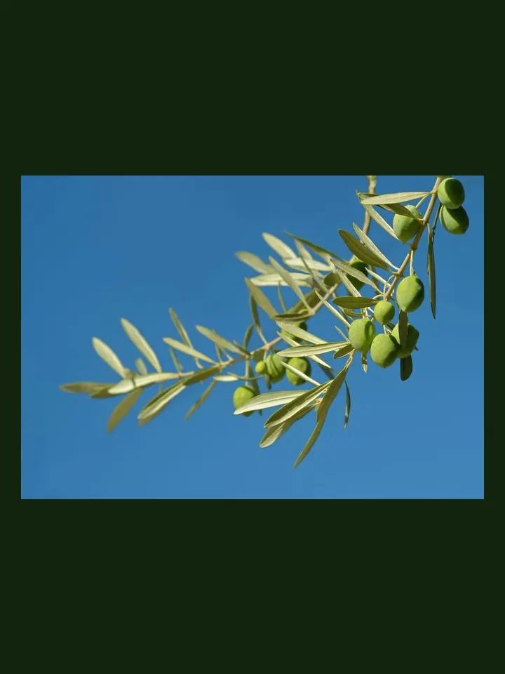 Olive real-world photo reference (Olea europaea)