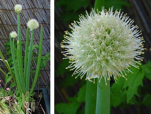 Onion, Bulbing (Allium cepa)