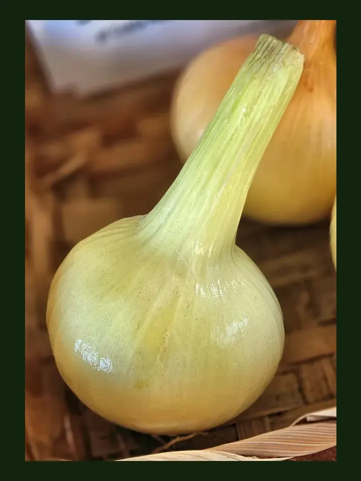 Onion, Bulbing real-world photo reference (Allium cepa)