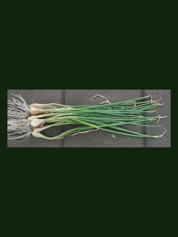 Onion, Bunching real-world photo reference (Allium fistulosum)