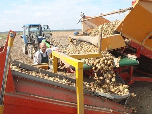 Onion (Allium cepa)