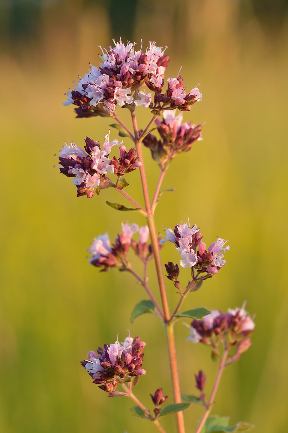 Oregano (Origanum vulgare)