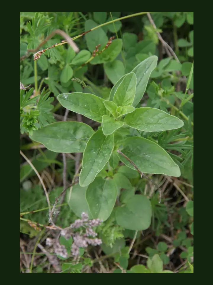 Oregano real-world photo reference (Origanum vulgare)