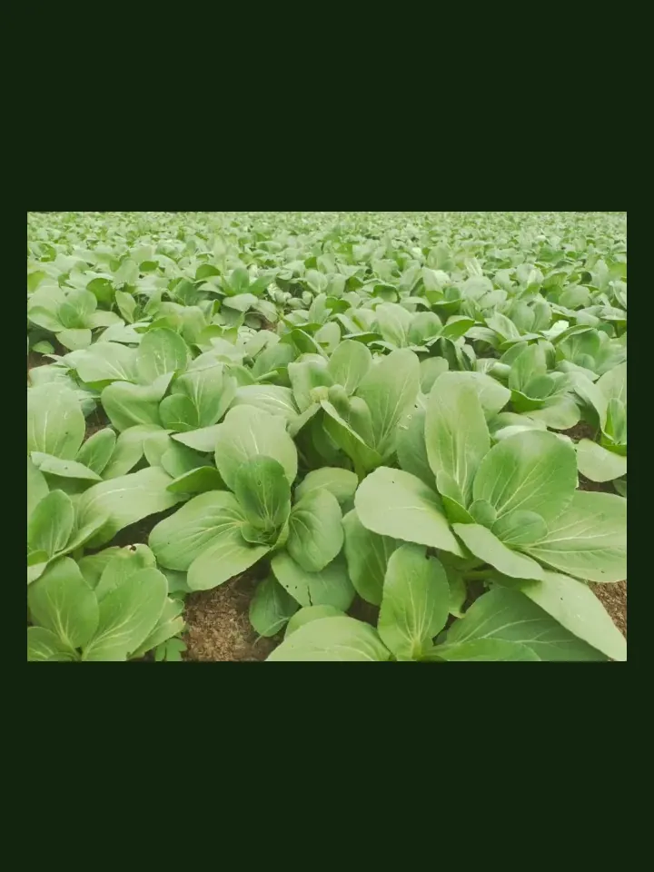 Pak Choy real-world photo reference (Brassica rapa subsp. chinensis)
