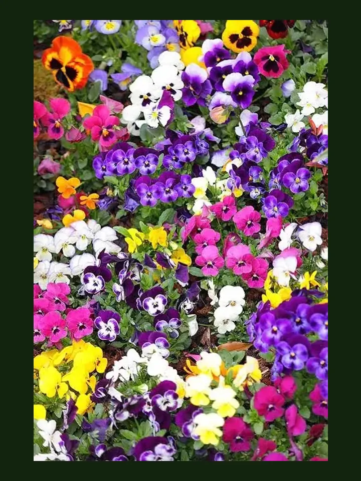 Pansy real-world photo reference (Viola × wittrockiana)