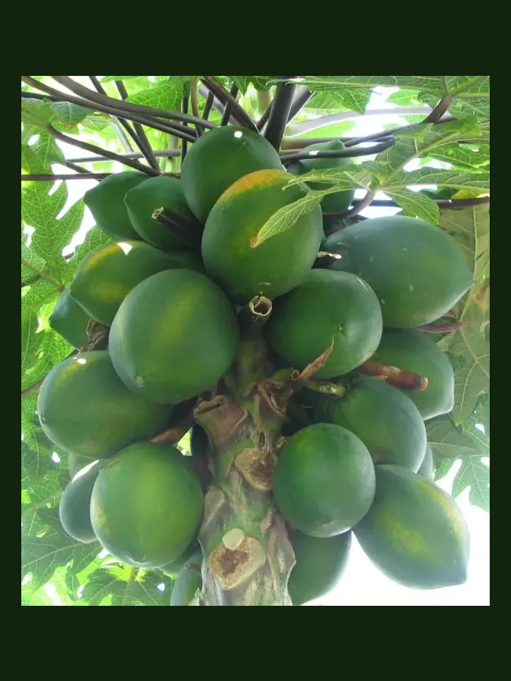 Papaya real-world photo reference (Carica papaya)