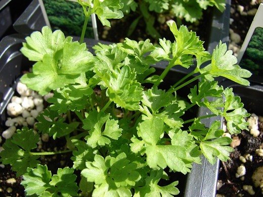 Parsley (Petroselinum crispum)