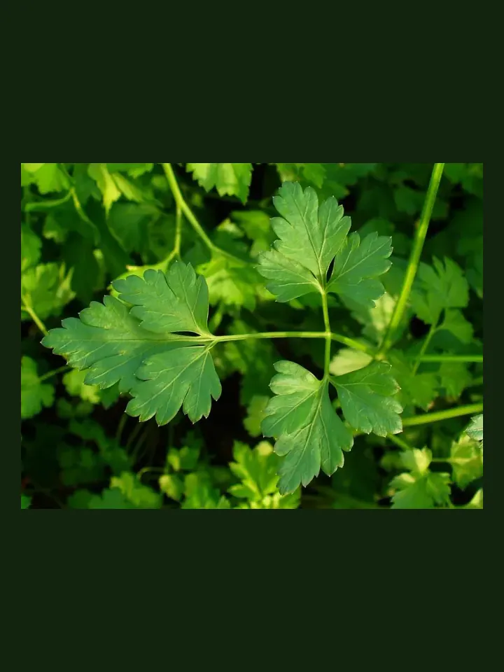 Parsley real-world photo reference (Petroselinum crispum)