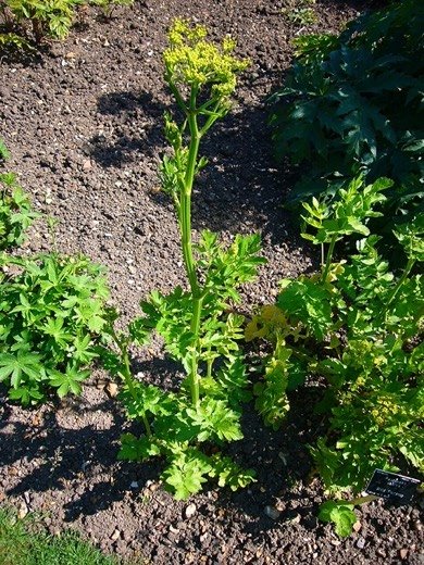 Parsnip (Pastinaca sativa)