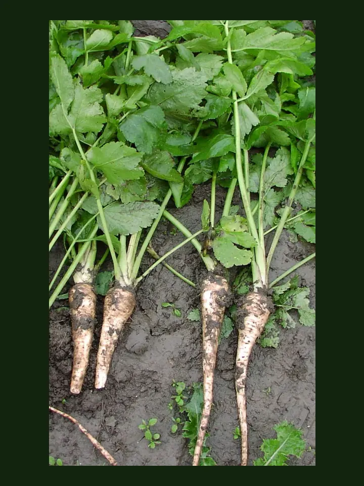 Parsnip real-world photo reference (Pastinaca sativa)