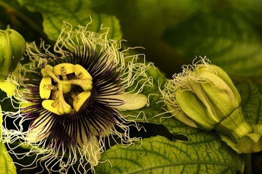 Passionfruit (Passiflora edulis)