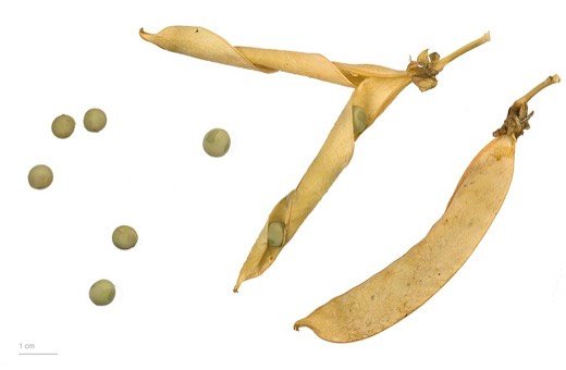 Peas (Pisum sativum)
