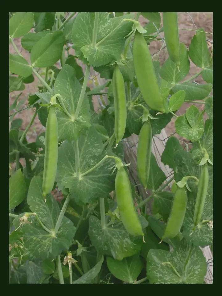Peas real-world photo reference (Pisum sativum)