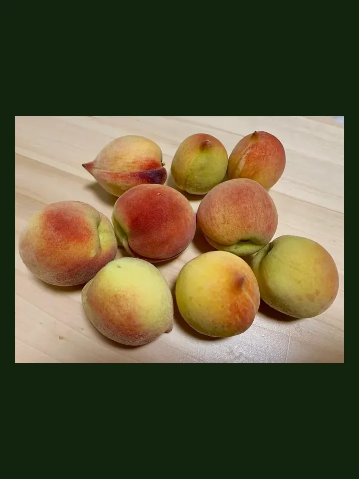 Peach real-world photo reference (Prunus persica)