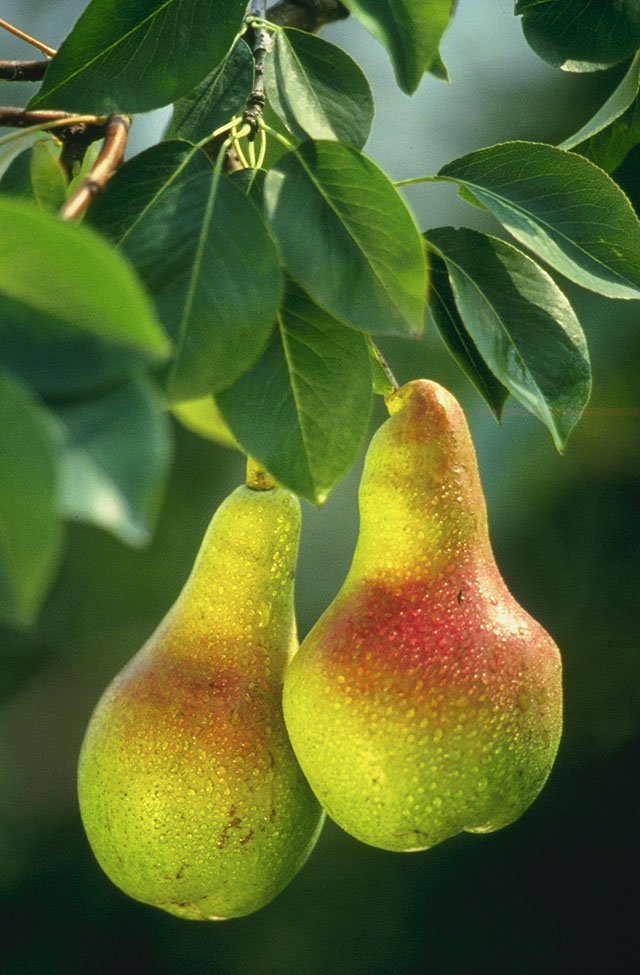 Pear (Pyrus spp.)