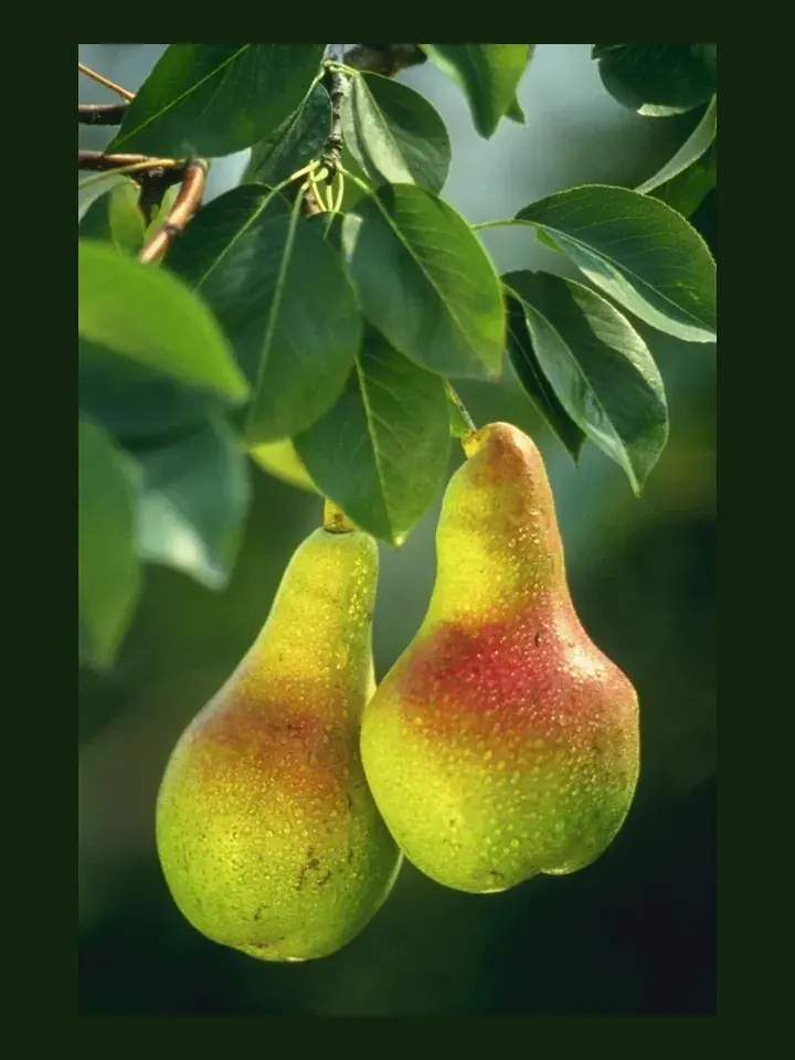 Pear real-world photo reference (Pyrus spp.)