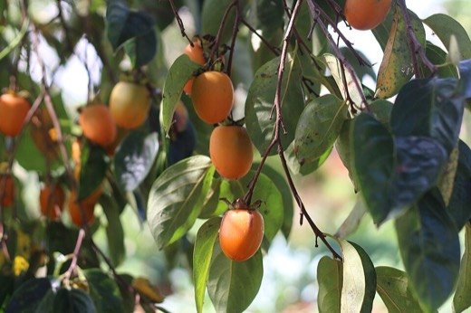 Persimmon