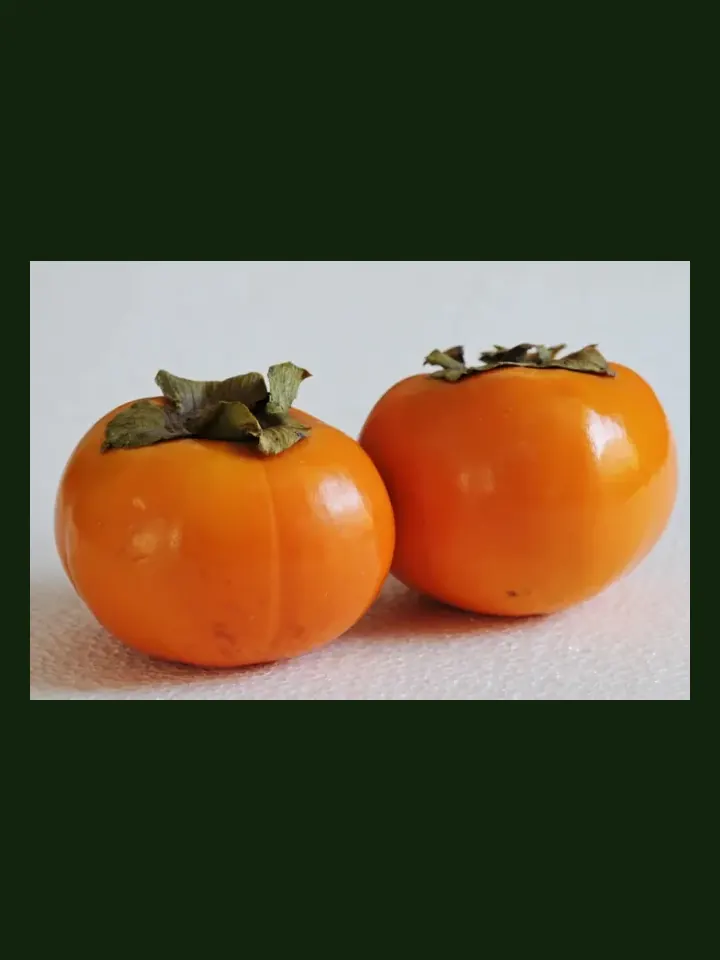 Persimmon real-world photo reference (Diospyros kaki)