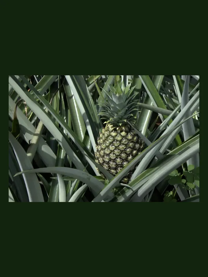 Pineapple real-world photo reference (Ananas comosus)
