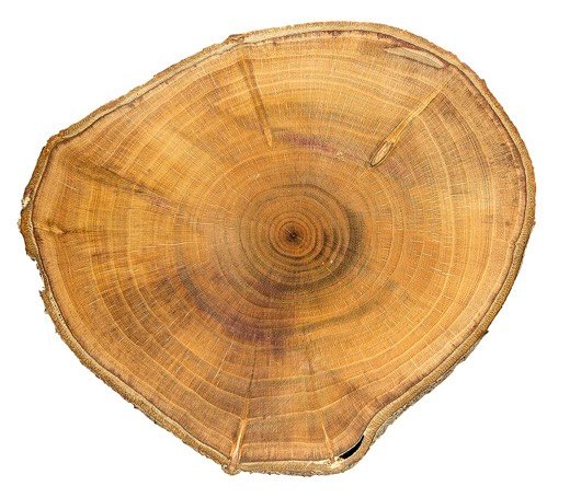 Plum (Prunus domestica)
