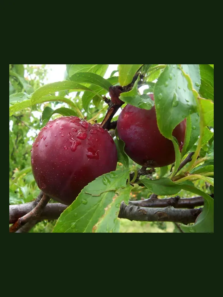 Plum real-world photo reference (Prunus domestica)
