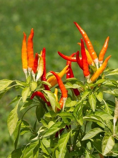 Poblano