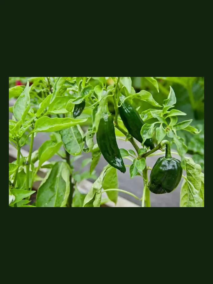 Poblano real-world photo reference (Capsicum annuum)