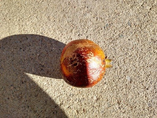 Pomegranate