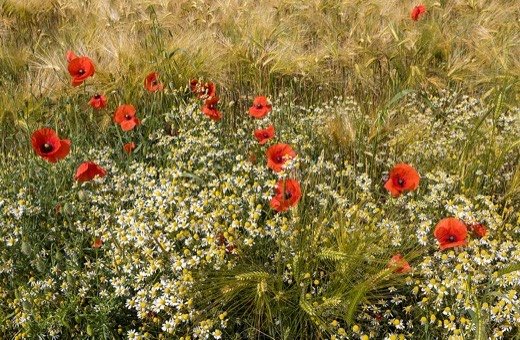 Poppy