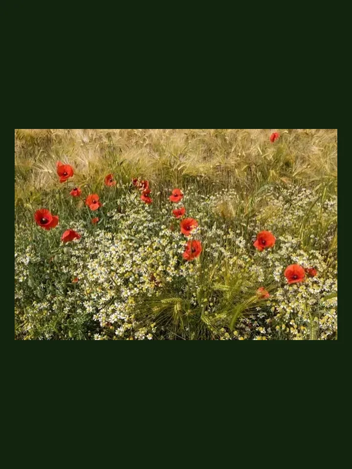 Poppy real-world photo reference (Papaver rhoeas)