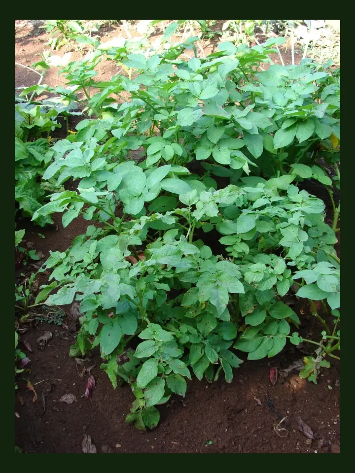 Potato real-world photo reference (Solanum tuberosum)