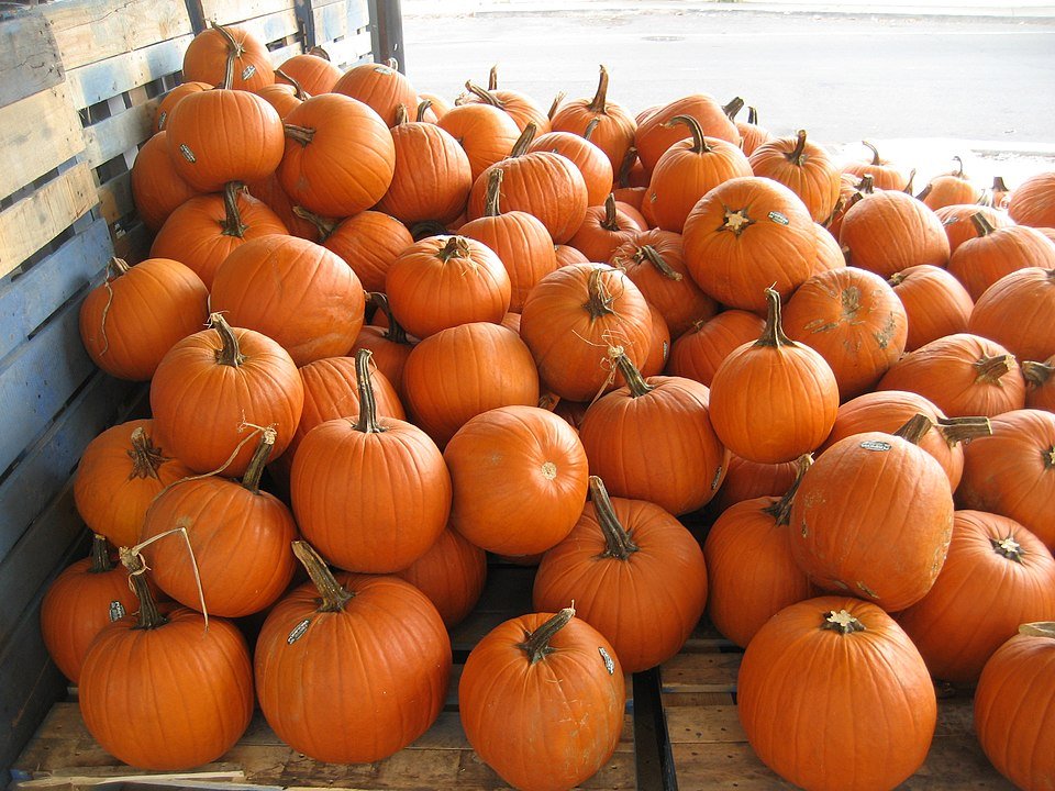 Pumpkin (Cucurbita maxima)
