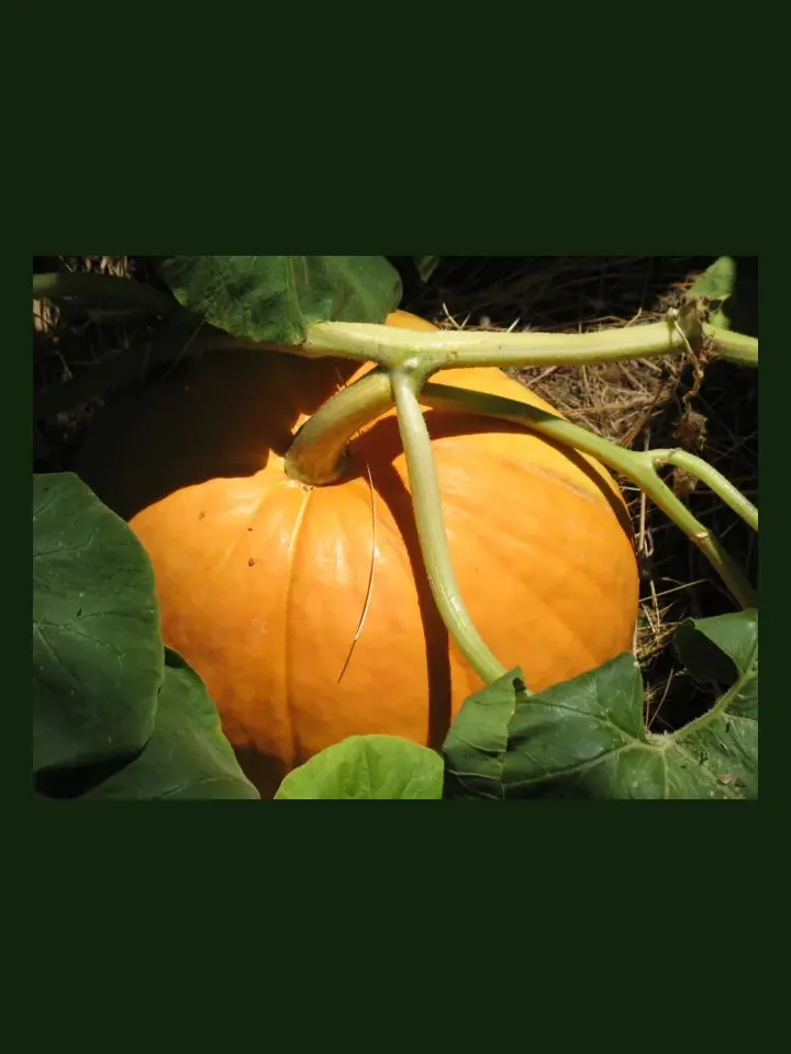 Pumpkin real-world photo reference (Cucurbita maxima)
