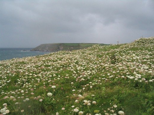 Queen Anne's Lace