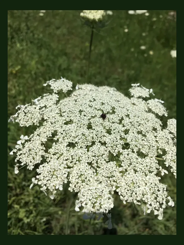 Queen Anne's Lace real-world photo reference (Daucus carota)