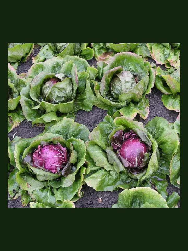 Radicchio real-world photo reference (Cichorium intybus)