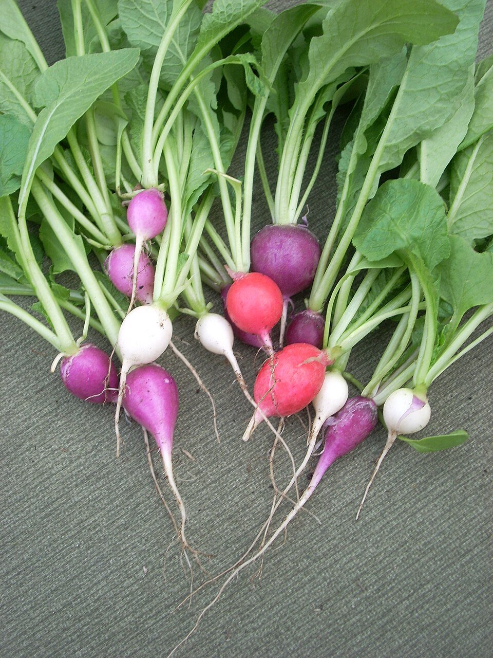Radish (Raphanus sativus)