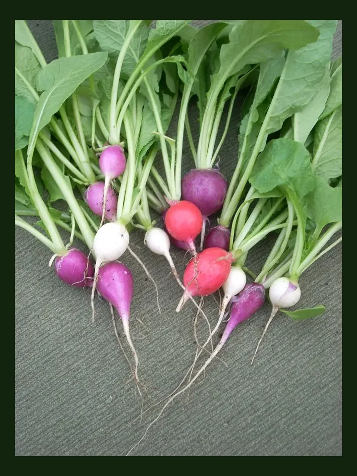 Radish real-world photo reference (Raphanus sativus)