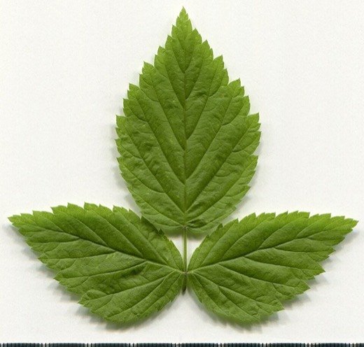 Raspberry (Rubus idaeus)