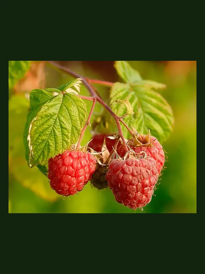 Raspberry real-world photo reference (Rubus idaeus)