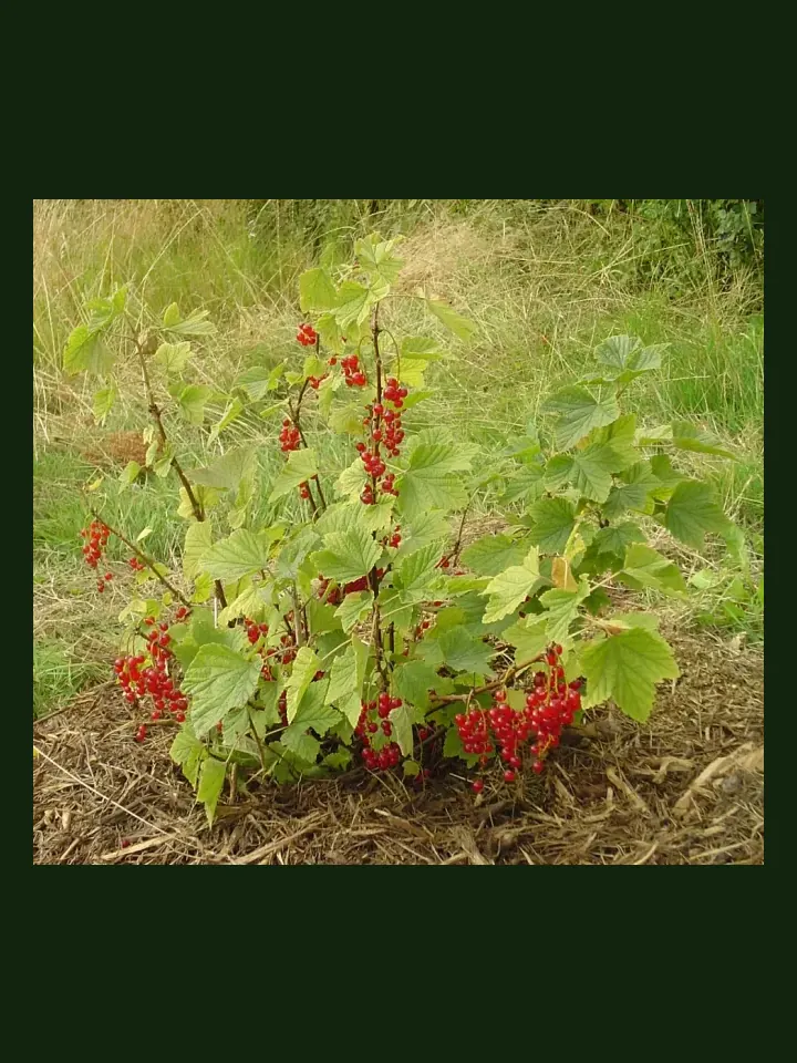 Redcurrant real-world photo reference (Ribes rubrum)