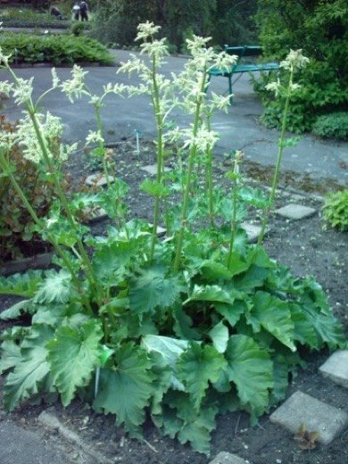 Rhubarb (Rheum x hybridum)