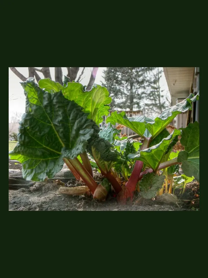 Rhubarb real-world photo reference (Rheum x hybridum)