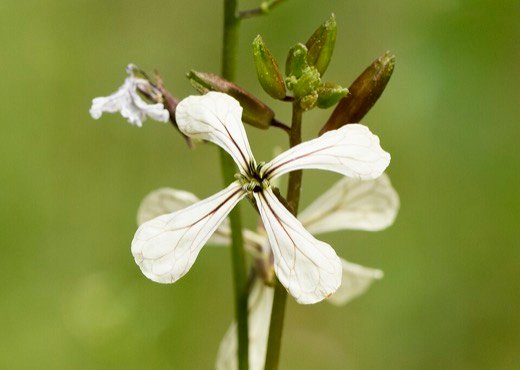 Rocket (Eruca vesicaria)