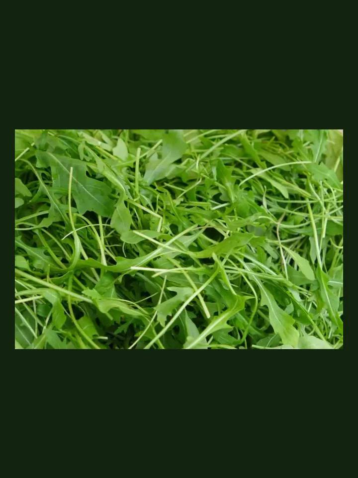 Rocket real-world photo reference (Eruca vesicaria)