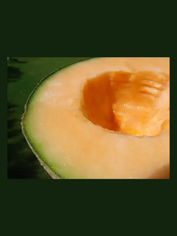 Rockmelon real-world photo reference (Cucumis melo reticulatus)