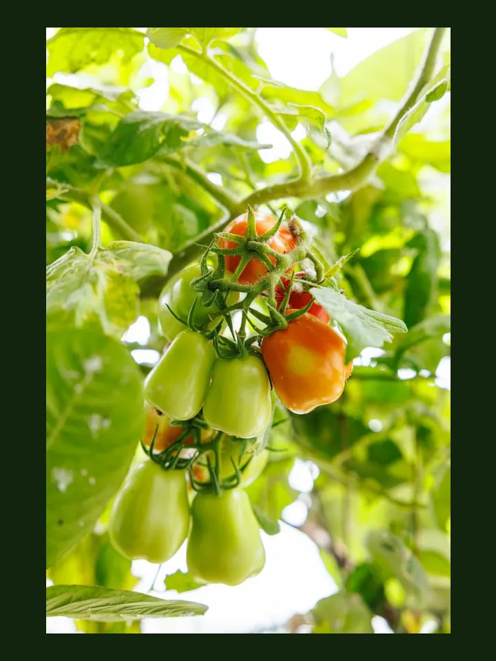 Roma Tomato real-world photo reference (Solanum lycopersicum var. pyriforme)