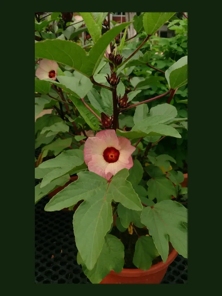 Rosella real-world photo reference (Hibiscus sabdariffa)